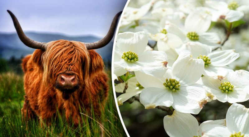 Китайский гороскоп на сегодня 3 апреля: Быкам - драма, Тиграм - ревность