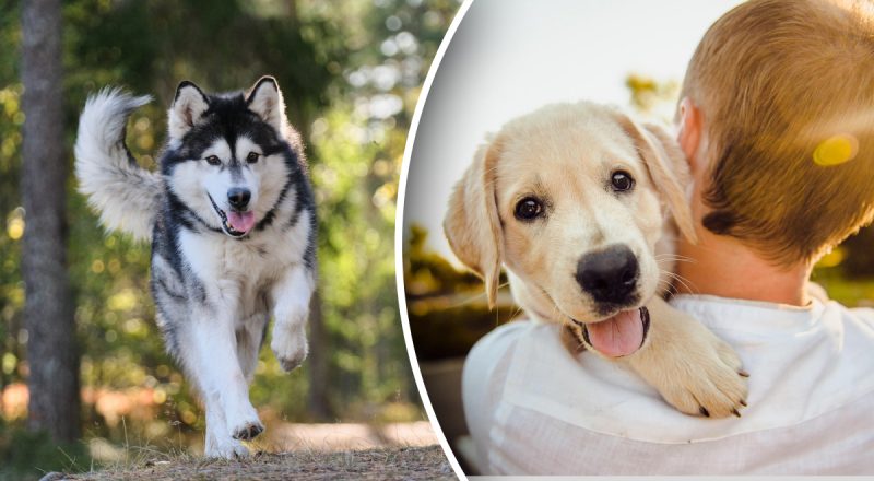 Собаки-гении существуют: они осваивают человеческий язык и учат новые слова