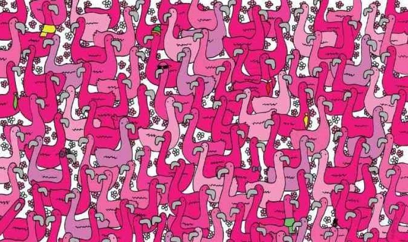 Где сердце среди фламинго: сложная загадка для людей с высоким IQ