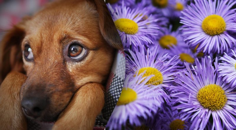 Китайский гороскоп на сегодня 8 апреля: Змеям - лень, Собакам - злость