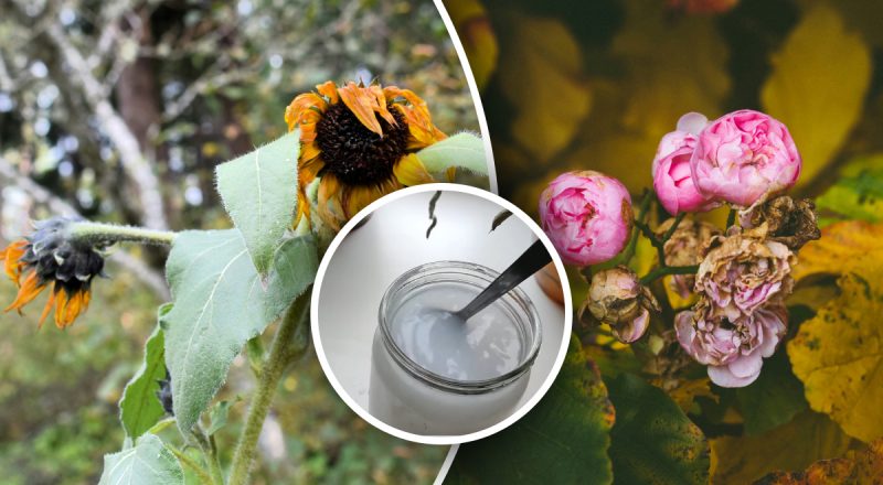 Як врятувати квіти, які в’януть: простий садовий трюк реанімує рослину за 2 дні