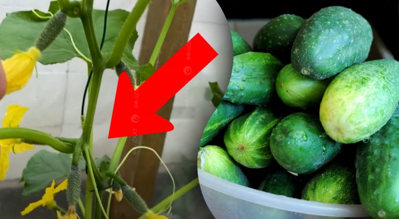 Як збільшити ранній урожай огірків вдвічі - хитрість, про яку мало хто знає