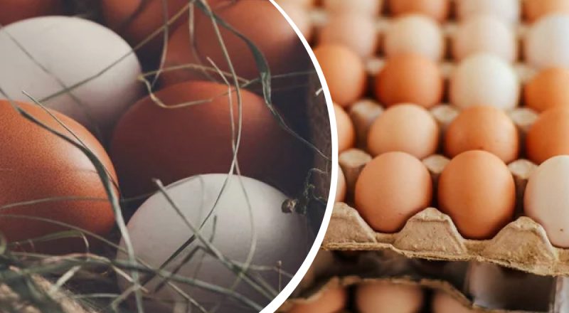 Яка різниця між коричневими та білими яйцями: розставлено всі крапки над "і"