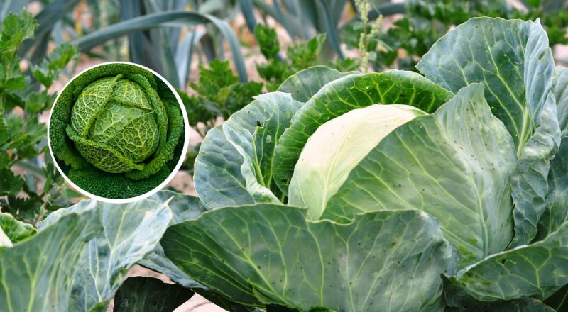 В Україні раптом подешевшав базовий овоч: яка тепер ціна