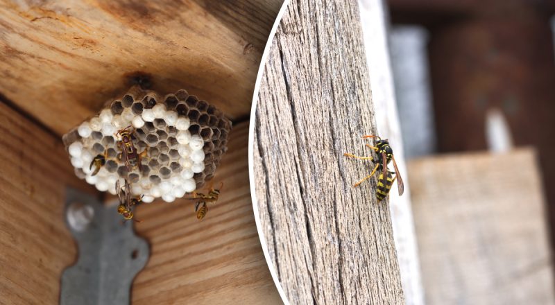 Оси не підлетять ні на метр: як позбутися небажаних гостей з одним продуктом