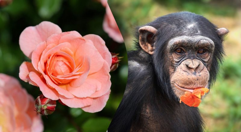 Китайский гороскоп на сегодня 11 апреля: Змеям - жестокость, Обезьянам - вина