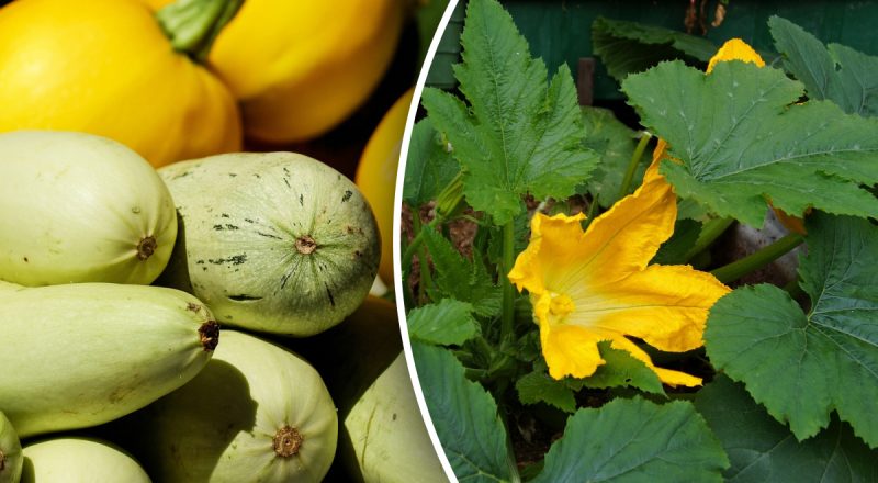 Кабачки будете раздавать соседям: чем посыпать грядку для рекордного урожая