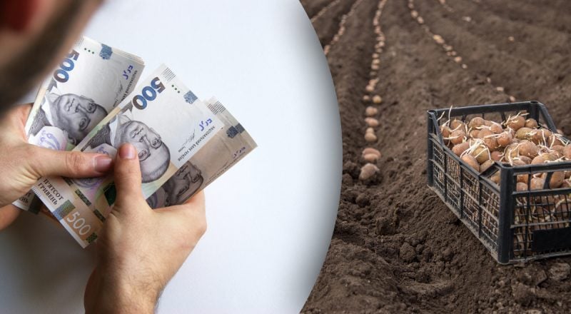 Цена на картофель продолжает падать: почему обесценивается популярный овощ
