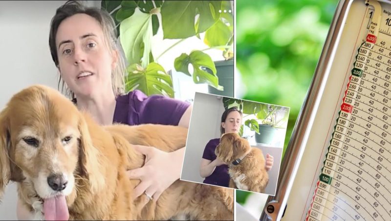 Товста чи занадто худа: як зрозуміти, що у собаки проблеми з вагою