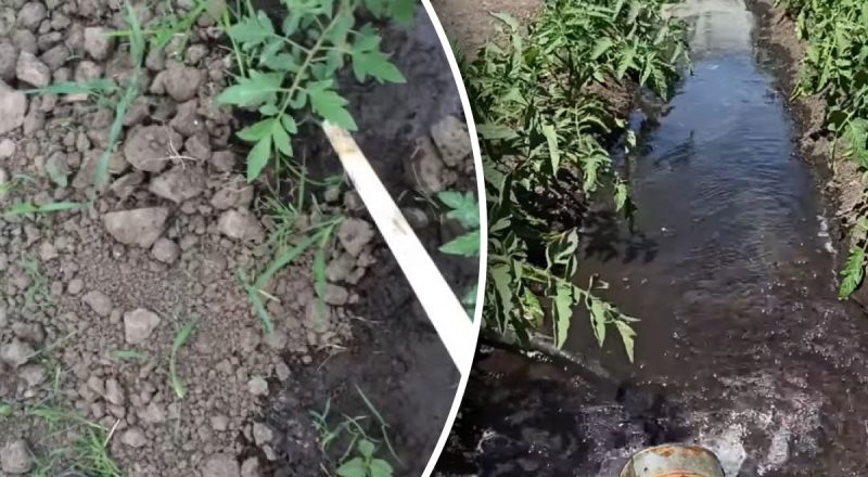 Трескаются, гниют и опадают: как нельзя поливать томаты