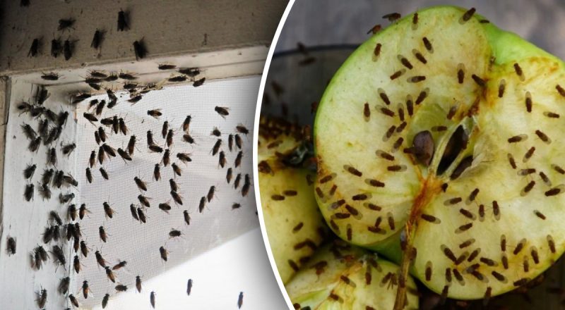 Как легко избавиться от мошек на кухне: понадобится всего 1 кухонный прибор