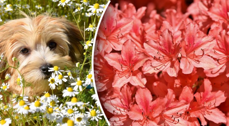 Китайський гороскоп на сьогодні 19 квітня: Собакам - конфлікти, Драконам - проблеми