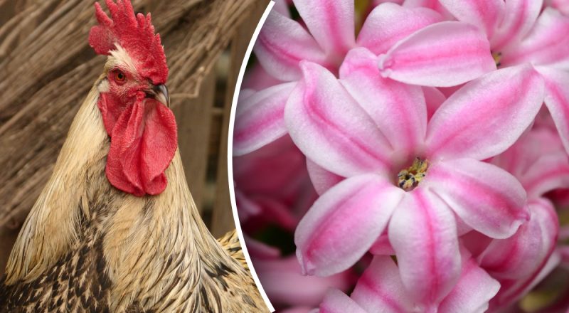 Китайський гороскоп на сьогодні 20 квітня: Тиграм - стрес, Півням - конфлікти