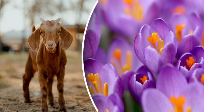 Китайський гороскоп на сьогодні 21 квітня: Драконам - страх, Козлам - невдачі