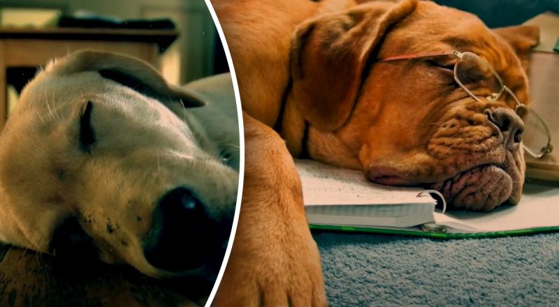 Сколько часов должна спать собака: ветеринар дал неожиданный ответ