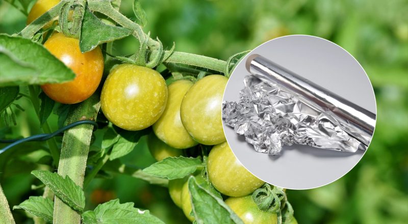 Експерти закликали загорнути гілки помідорів у фольгу: у чому причина