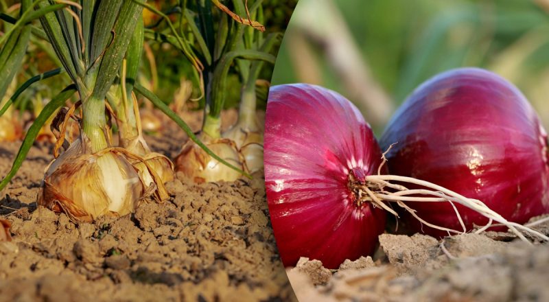 Идеальные соседи: что лучше всего посадить рядом с луком