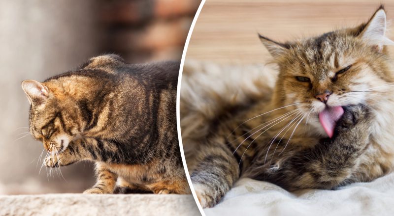 Не просто гігієна: ветеринар розповів, чому коти постійно вилизують шерсть