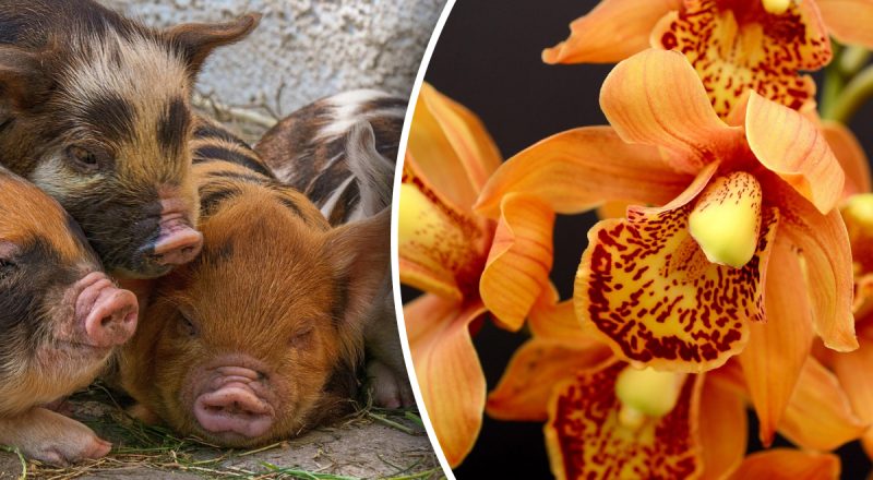 Китайский гороскоп на сегодня 25 апреля: Свиньям - злость, Обезьянам - разочарования