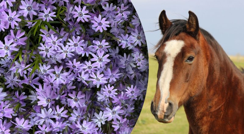 Китайский гороскоп на сегодня 29 апреля: Змеям - проблемы со здоровьем, Лошадям - стресс