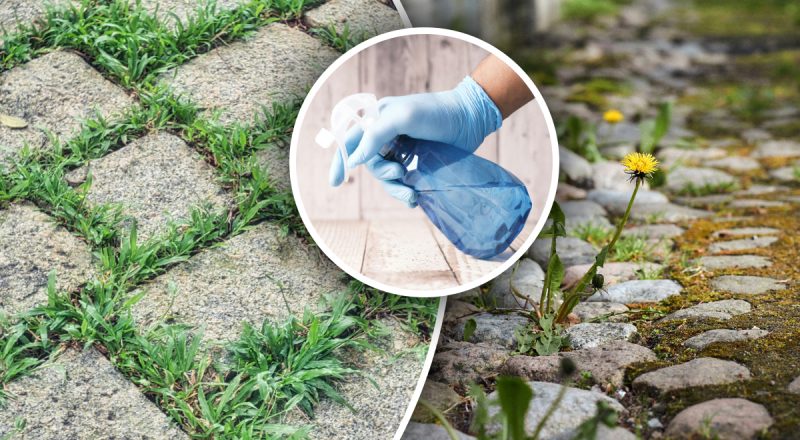 Сорняки во дворе исчезнут, если опрыскать их одним простым средством