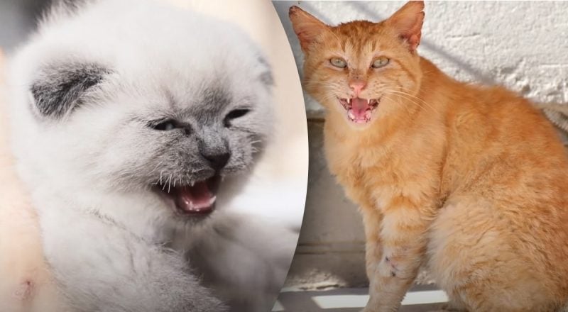 Кошка может говорить к человеку: что означает мяуканье кота, его виды и значение