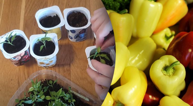 Садівники приховують секрет: як правильно пікірувати перець для рекордного врожаю