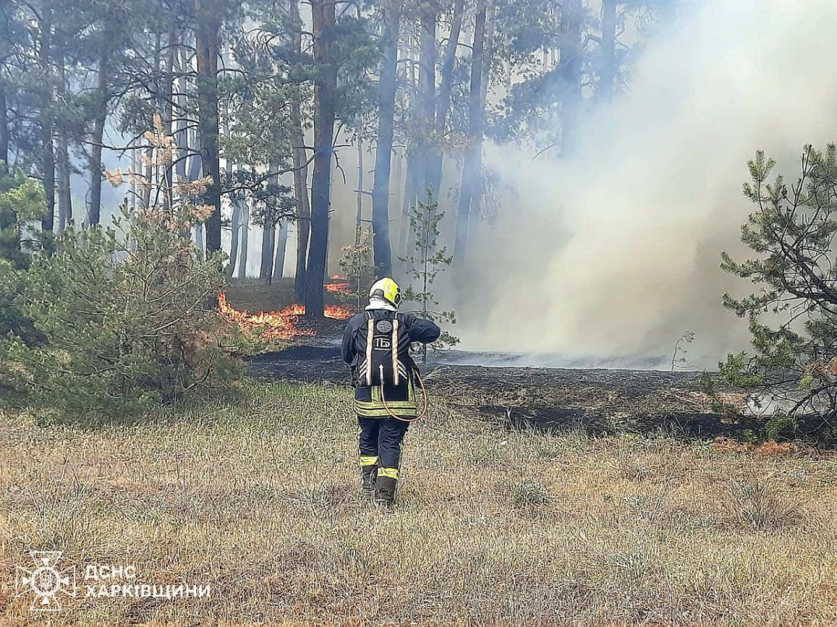 У Харківській області горить ліс У Харківській області горить ліс