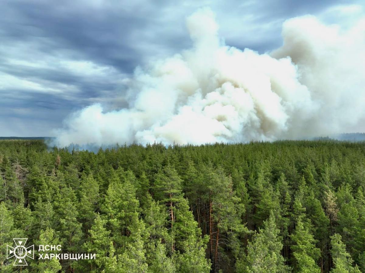 У Харківській області горить ліс У Харківській області горить ліс