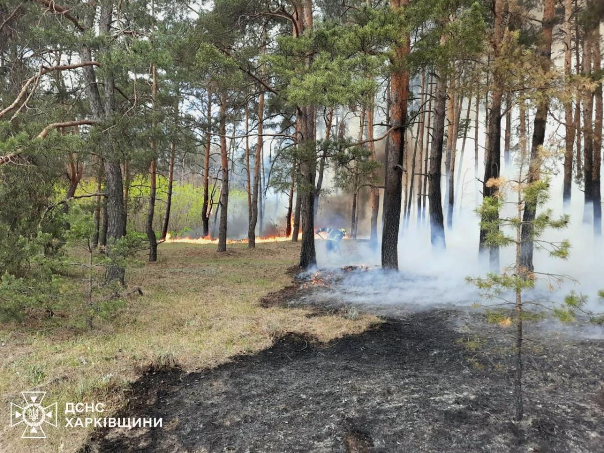 У Харківській області горить ліс У Харківській області горить ліс