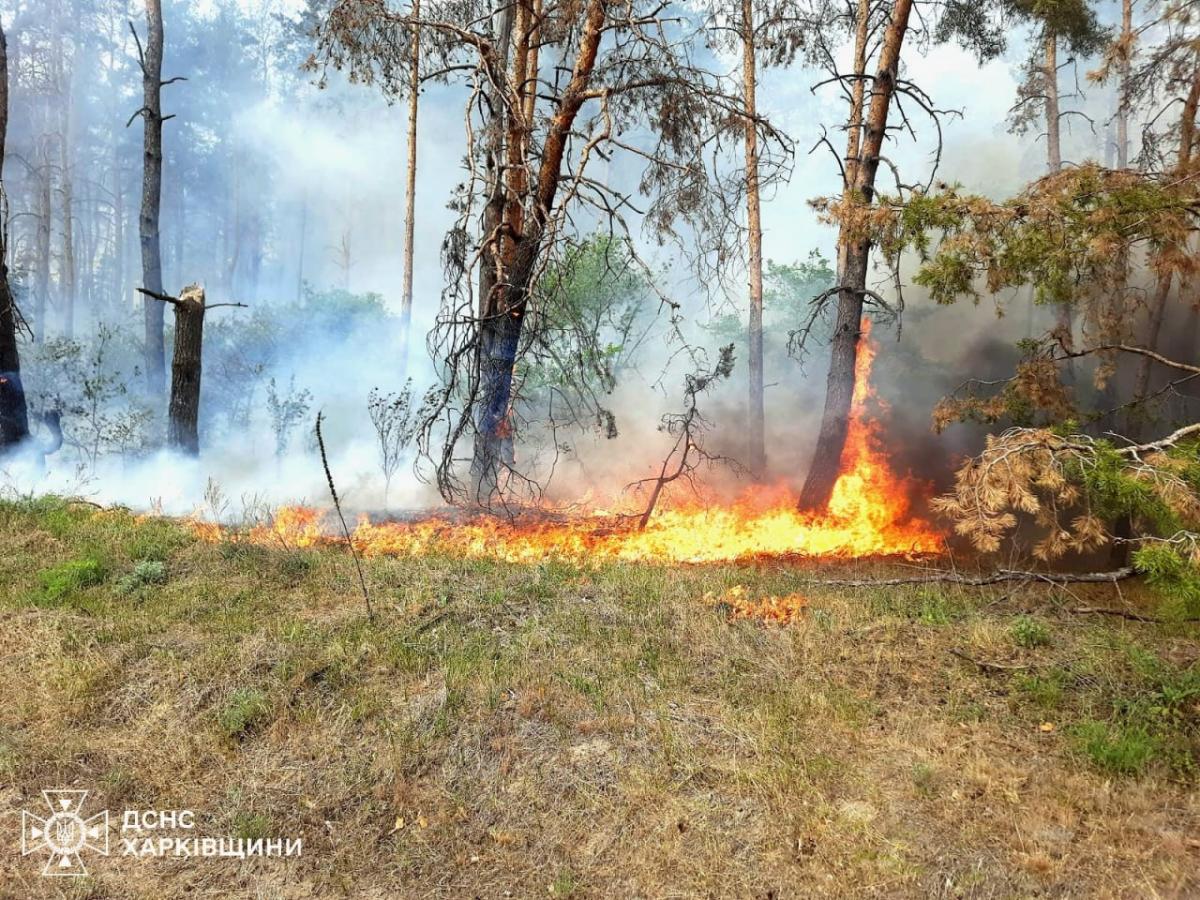 У Харківській області горить ліс У Харківській області горить ліс