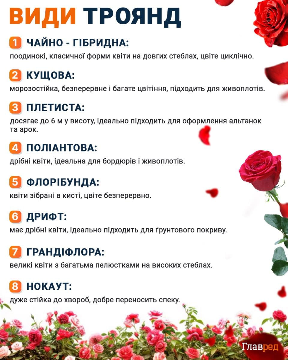 Види троянд