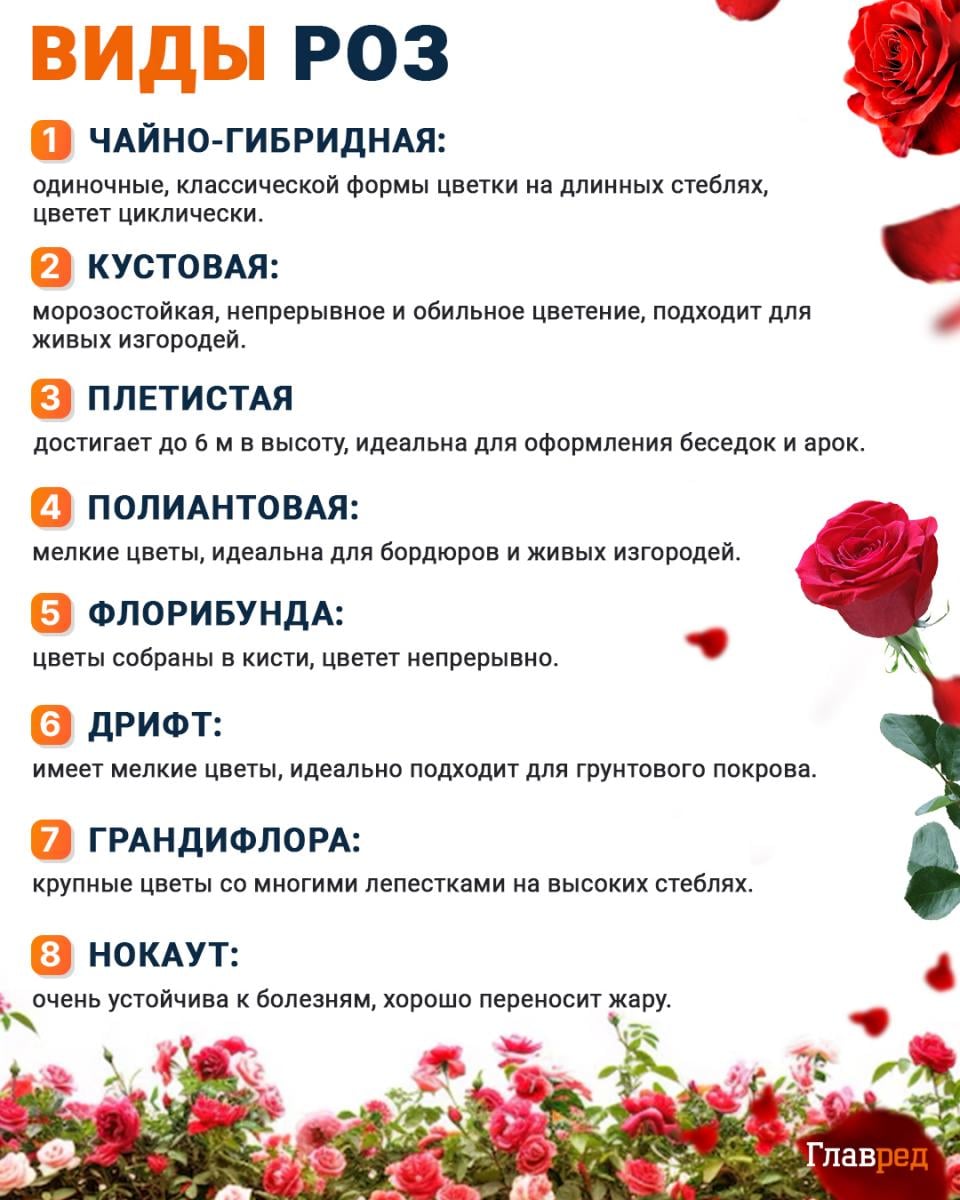 Виды роз