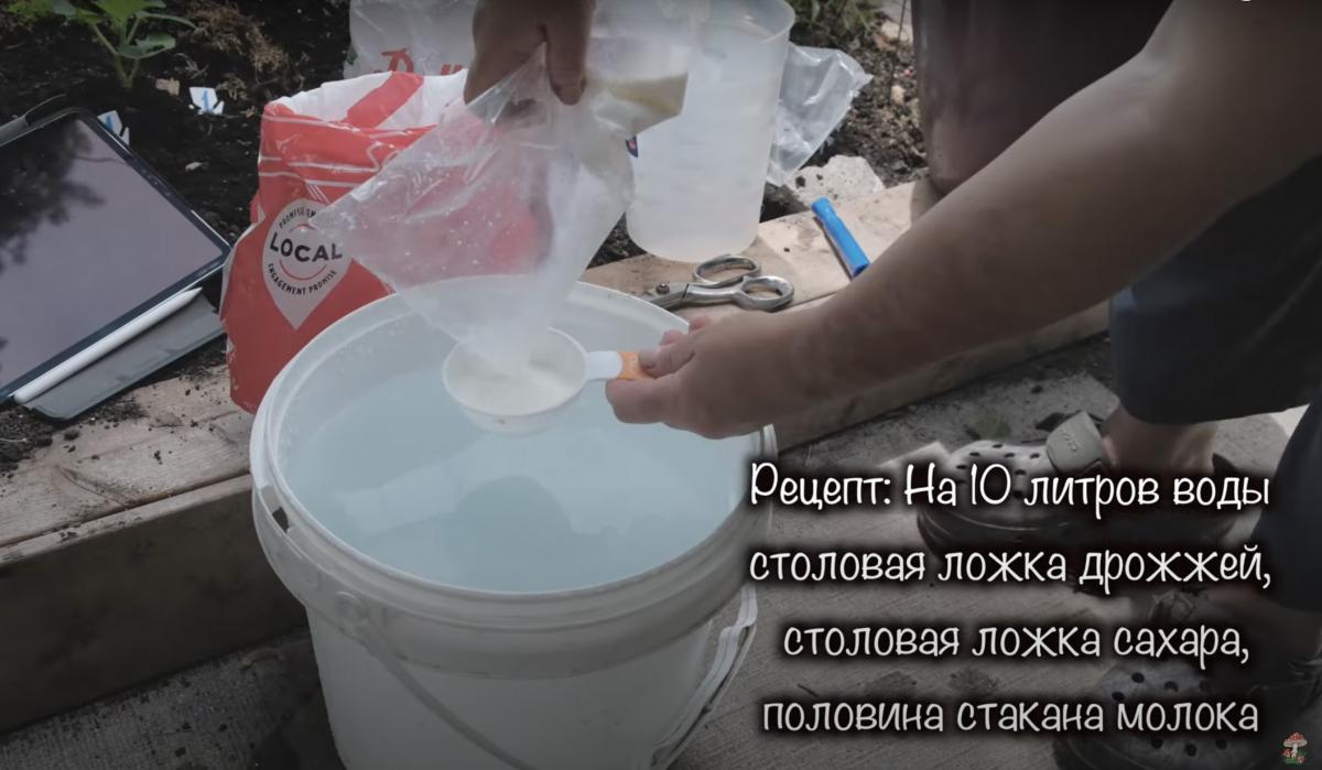 Як правильно зробити добриво з дріжджів