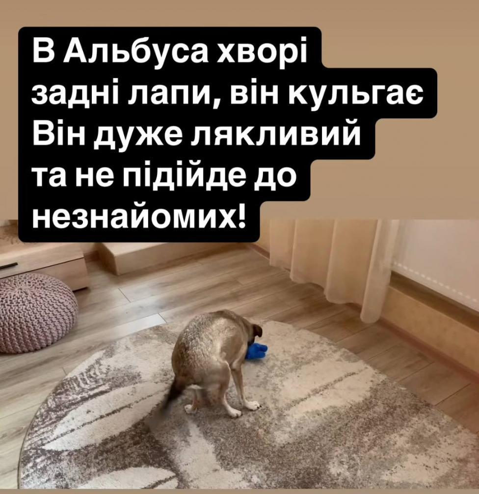 Альбус потерялся во время взрыва Альбус потерялся во время взрыва