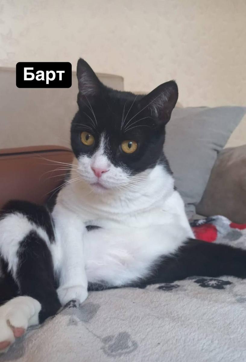 Кот Барт Кот Барт