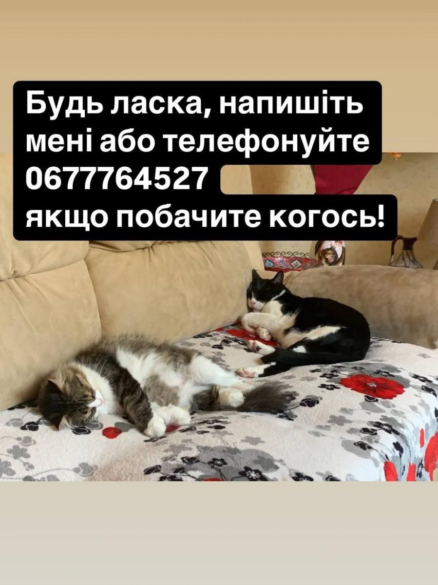 Пропали животные по время взрыва Пропали животные по время взрыва