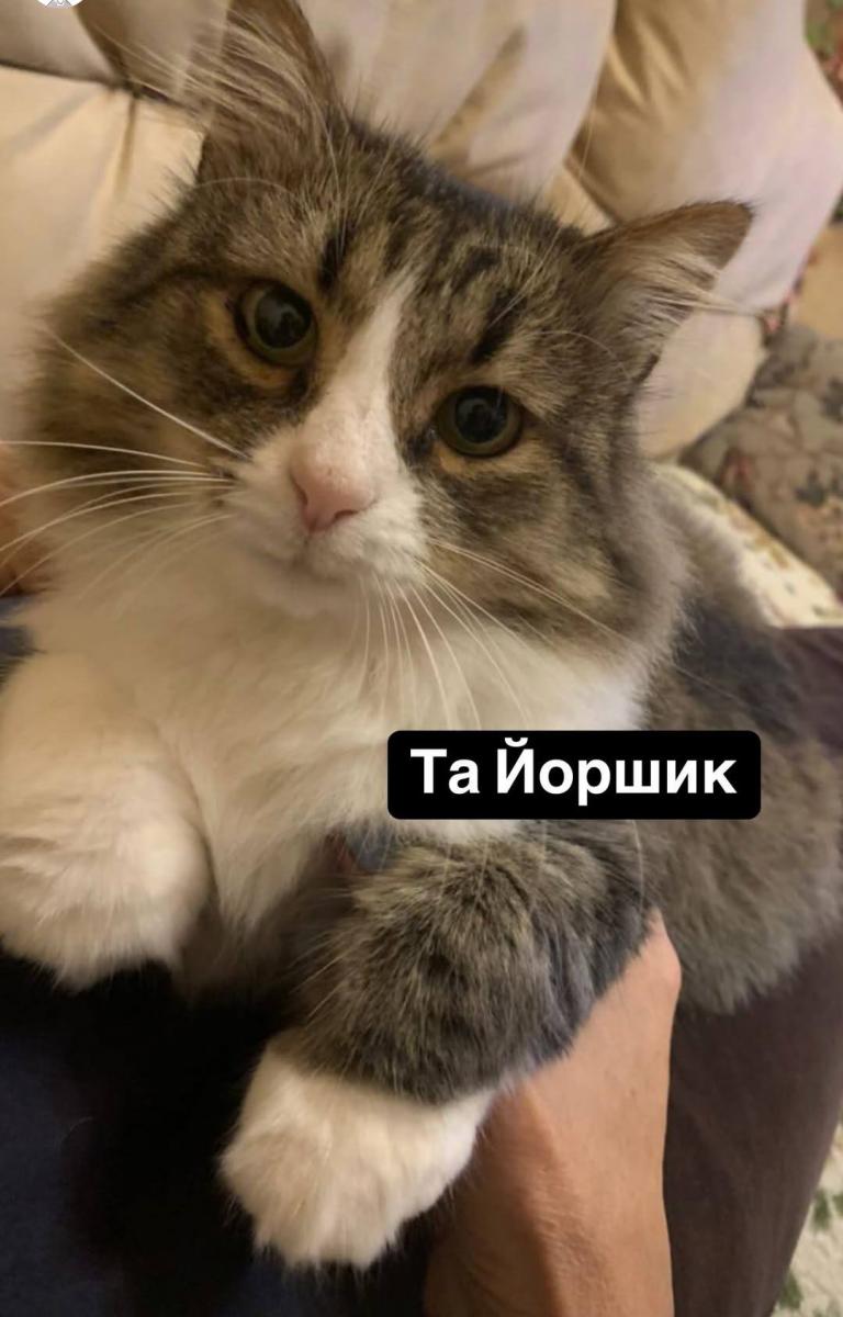 Кот Йоршик Кот Йоршик