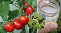 Чим підгодувати розсаду помідорів, щоб вона була товстенька: найкращий засіб