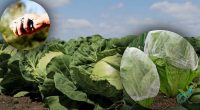 Капуста буде чистою і без дірочок: простий дієвий спосіб захисту без хімії