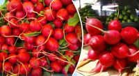 Знают единицы: кому категорически нельзя есть редиску и почему