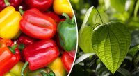 Завалить урожаєм: що обов'язково потрібно зробити з перцем до цвітіння