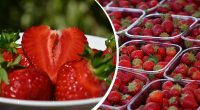 Як обрати найсолодшу полуницю: просте правило, про яке знають не всі