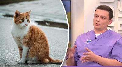 Кот, ветеринар Дмитрий Фурсов Кот, ветеринар Дмитрий Фурсов