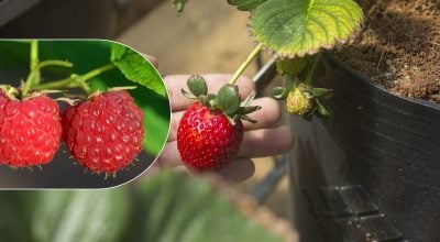 Урожай буде вже влітку: які швидкозростаючі фрукти можна посадити в травні Урожай буде вже влітку: які швидкозростаючі фрукти можна посадити в травні