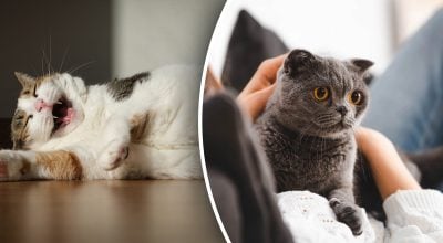кот кот