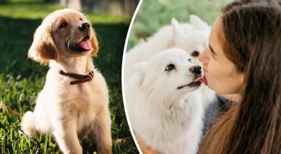 Усыпленная собака неожиданно напомнила о себе: невероятная история потрясла Сеть