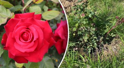 Як змусити троянди цвісти все літо: що треба зробити до кінця червня