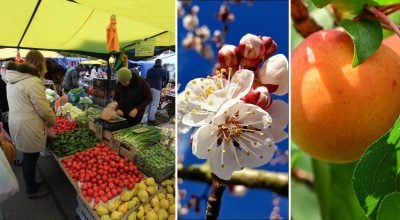 Ціни на продукти, абрикос Ціни на продукти, абрикос