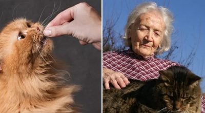 кот кот